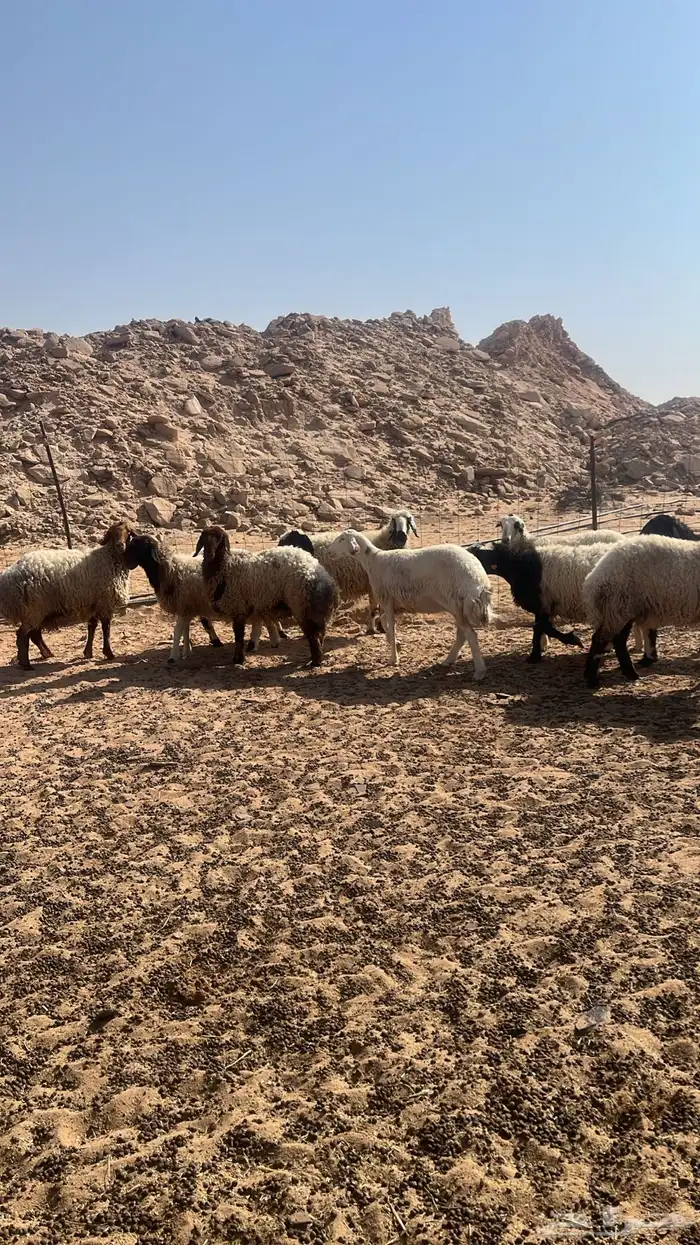 غنم نعيم مقاني اشباب 3