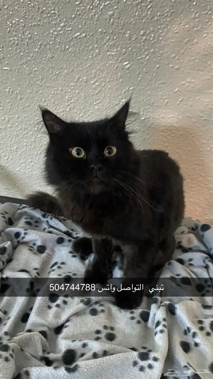 قط تبني 0