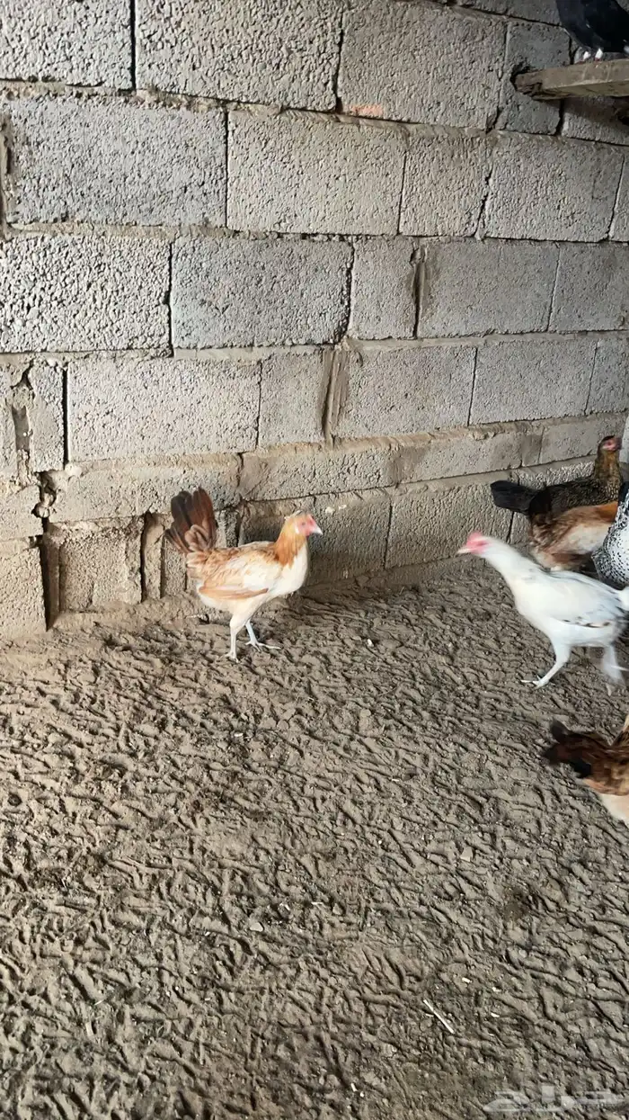 دجاج بلدي 1