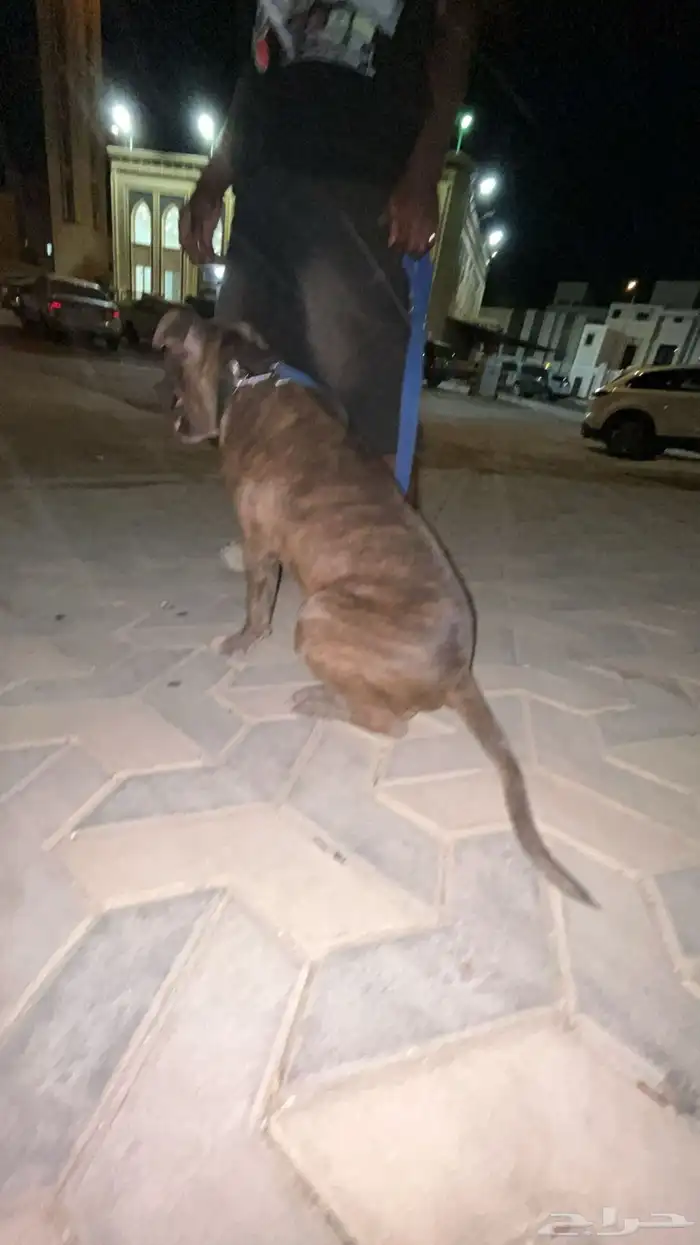 كلب بتبول 3