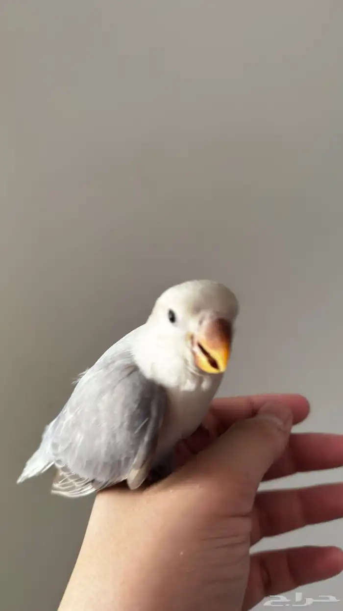 فرخ روز اليف وهدد نشبهه لعوب مع الاطفال تم البيع 1