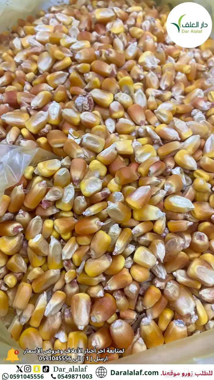 ذره حب سائب نخب أول 0