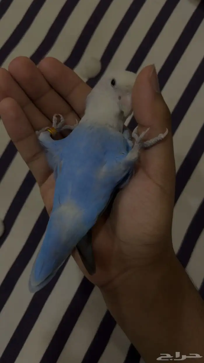 روز كروان 7