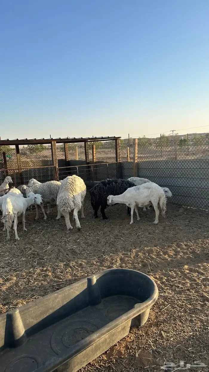 حريات عشر تحتها عشره 9