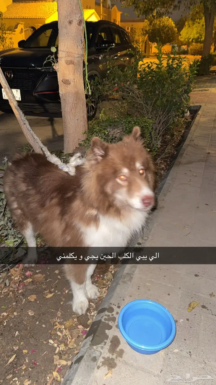 كلب هاسكي 1