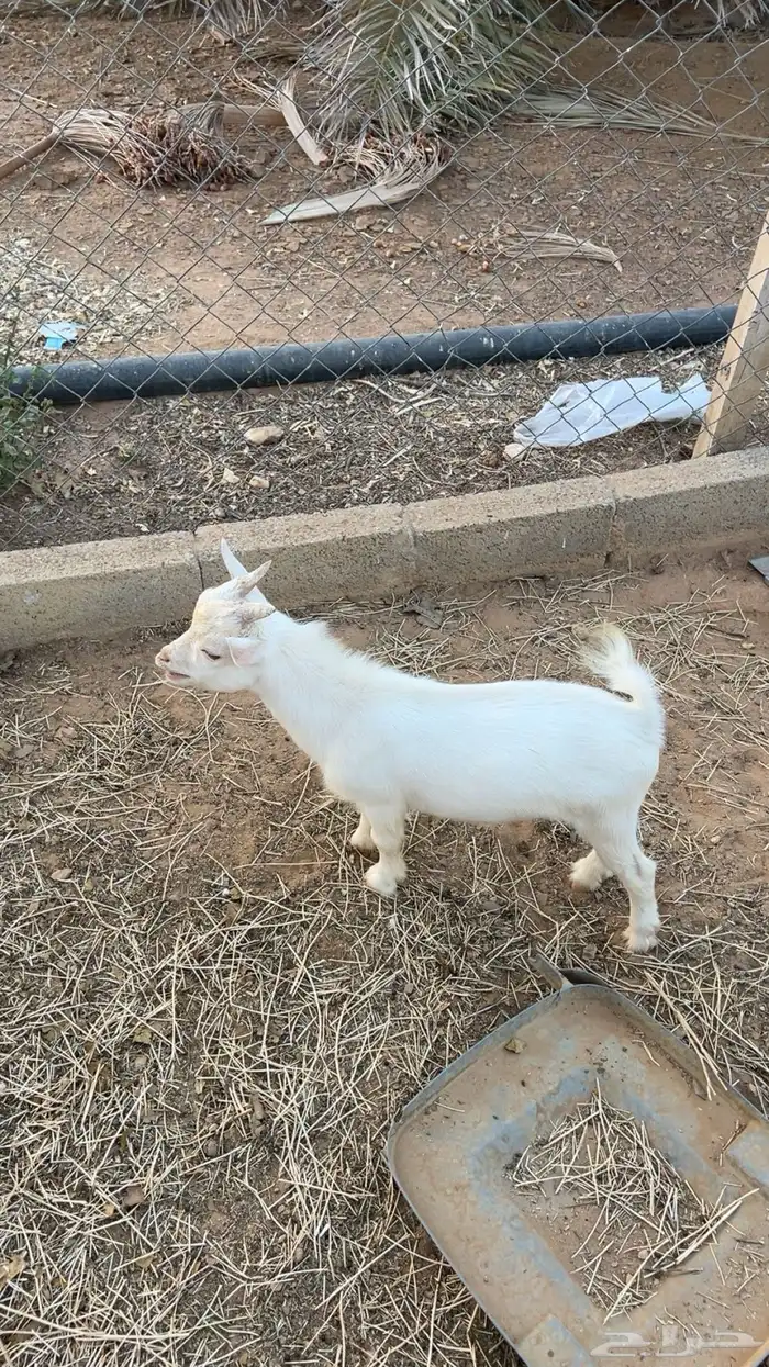 تيس قزمي ابيض 2