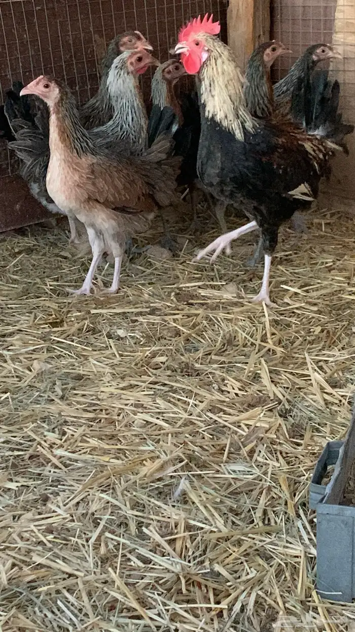 بشاير عربي شوكي 5