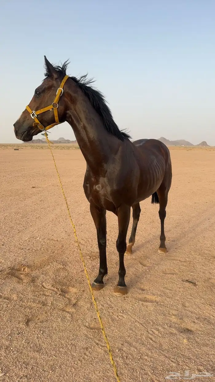 حصان انتاج 0