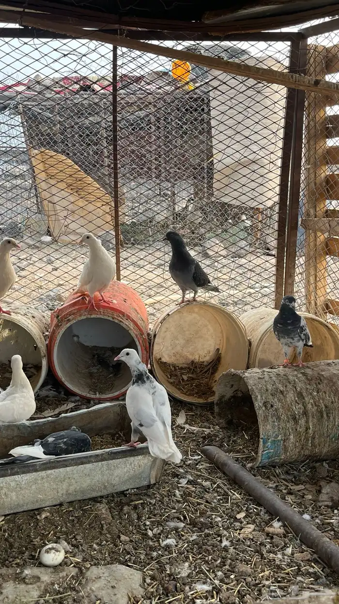 السلام عليكم ورحمة الله وبركاته 0