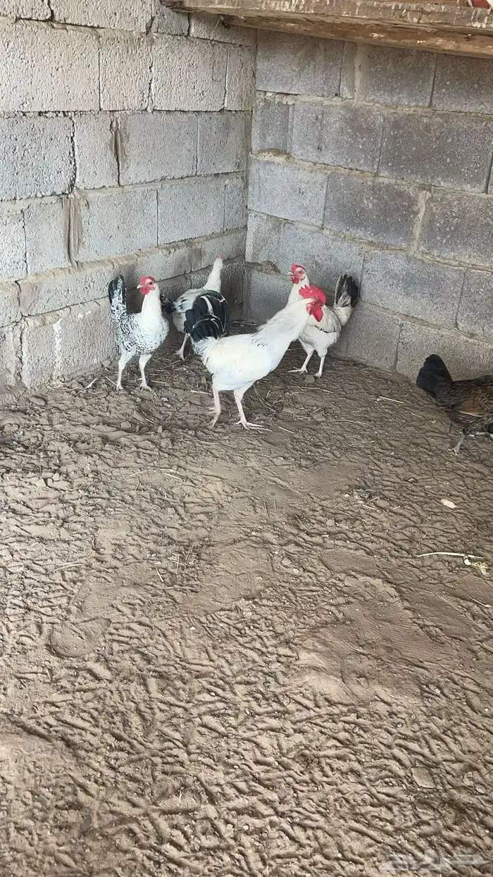 دجاج بلدي 8