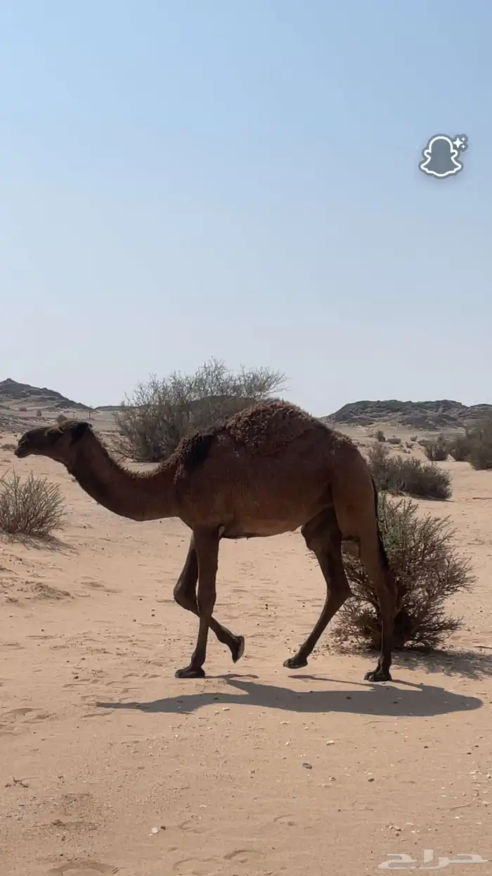 للبيع 0
