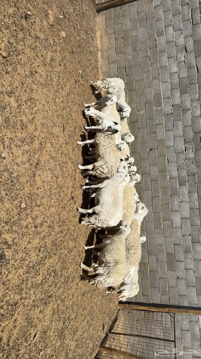غنم تامات سمان وفيها دفيع 0