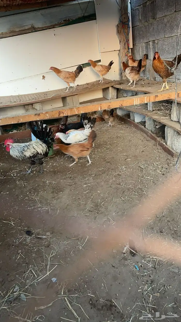 دجاج بلدي 6