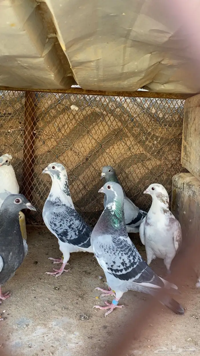 حمام زاجل 1