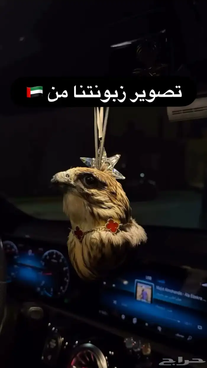 تعليقة سيارة راس صقر محنط 1