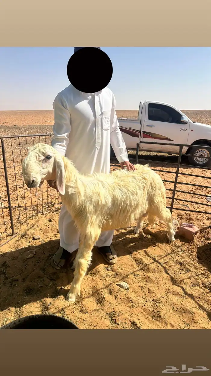 مشروع فحل عيسي 1