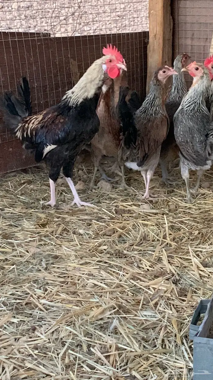 بشاير عربي شوكي 1