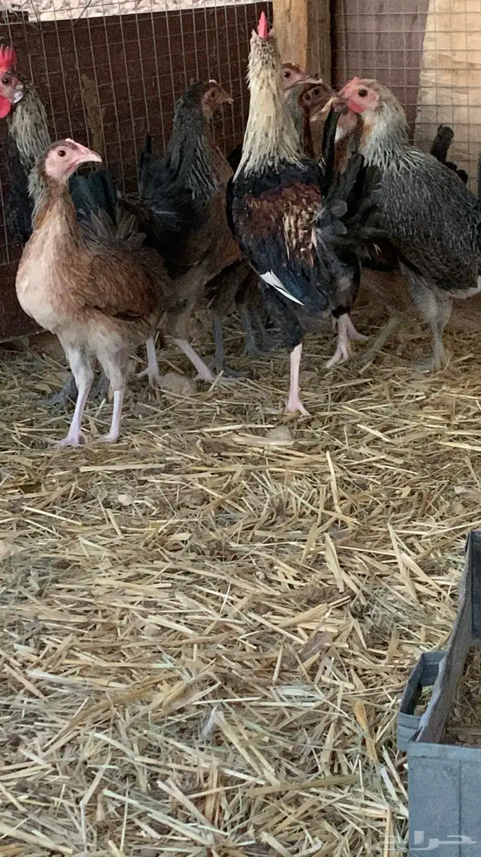 بشاير عربي شوكي 13