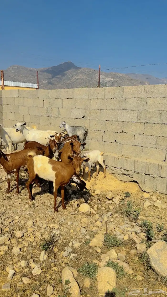 العرض الاول. ماعز دهم جنوبي للبيع 0
