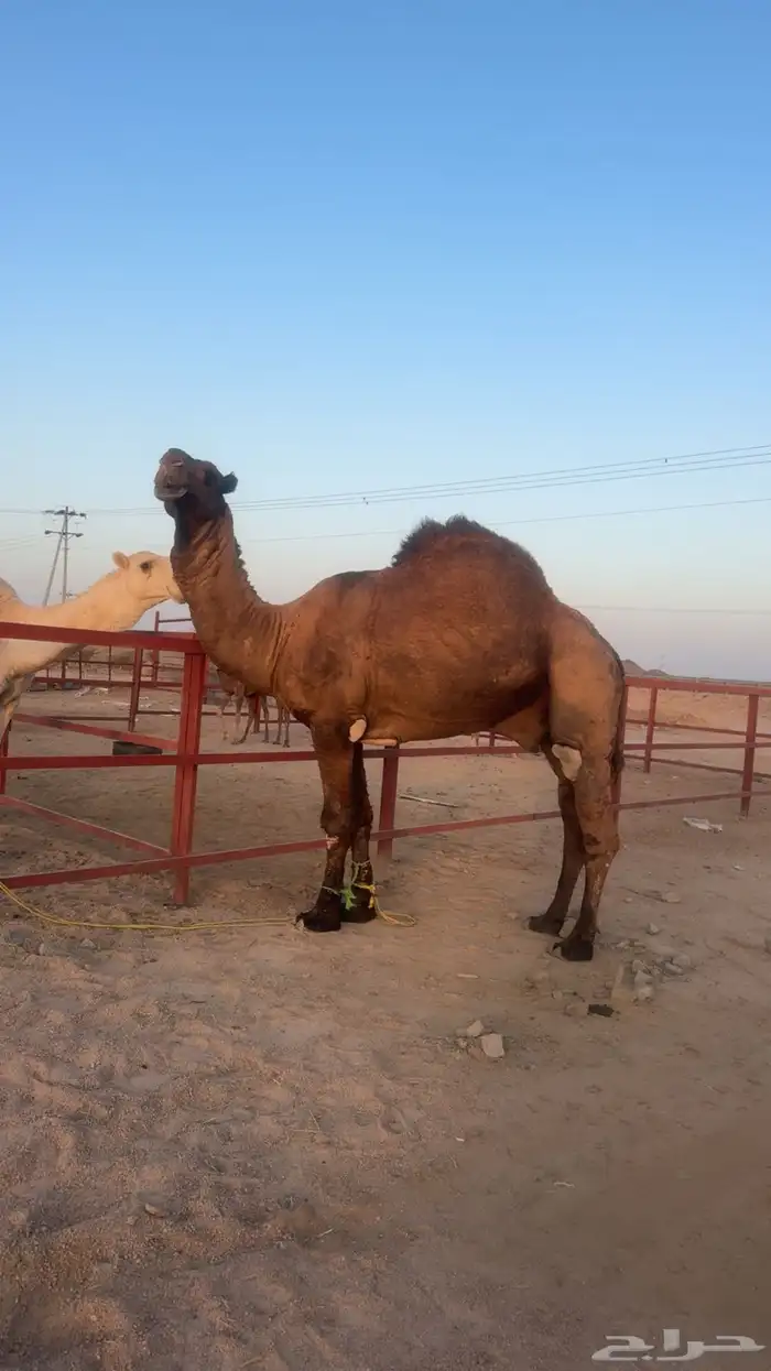 جمل للبيع 1