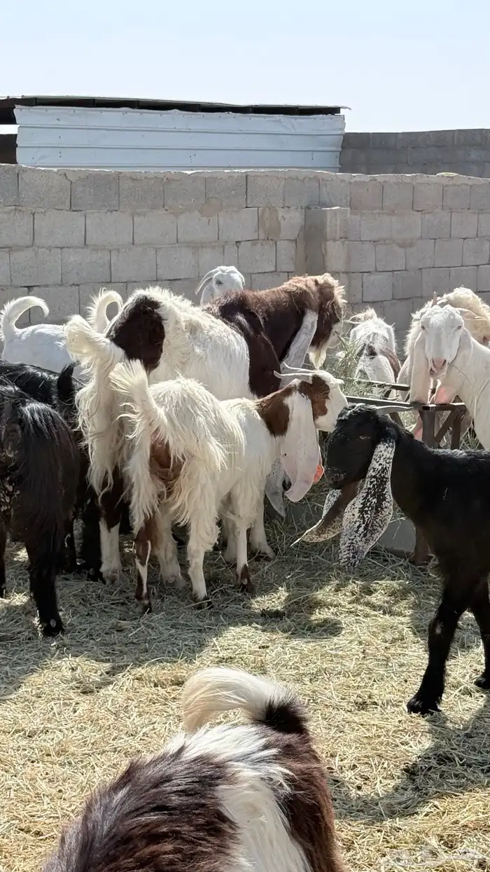 معزا 5