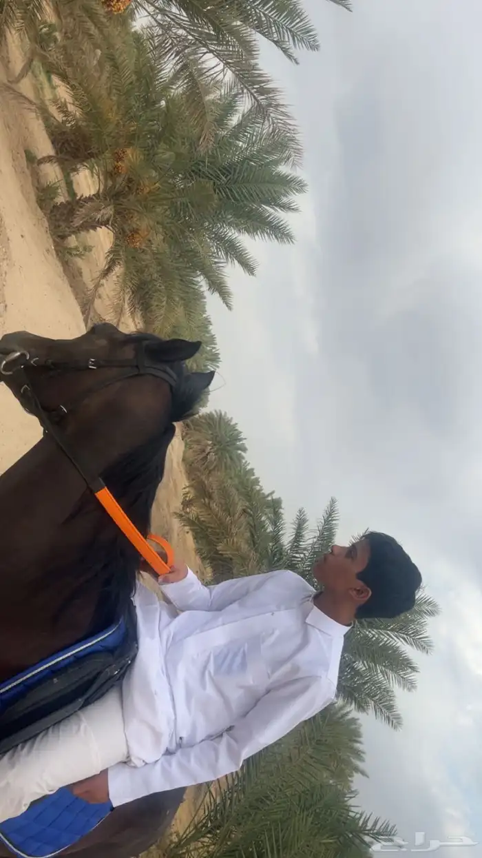 حصان ادهم للبيع الموقع تربة البقوم 0