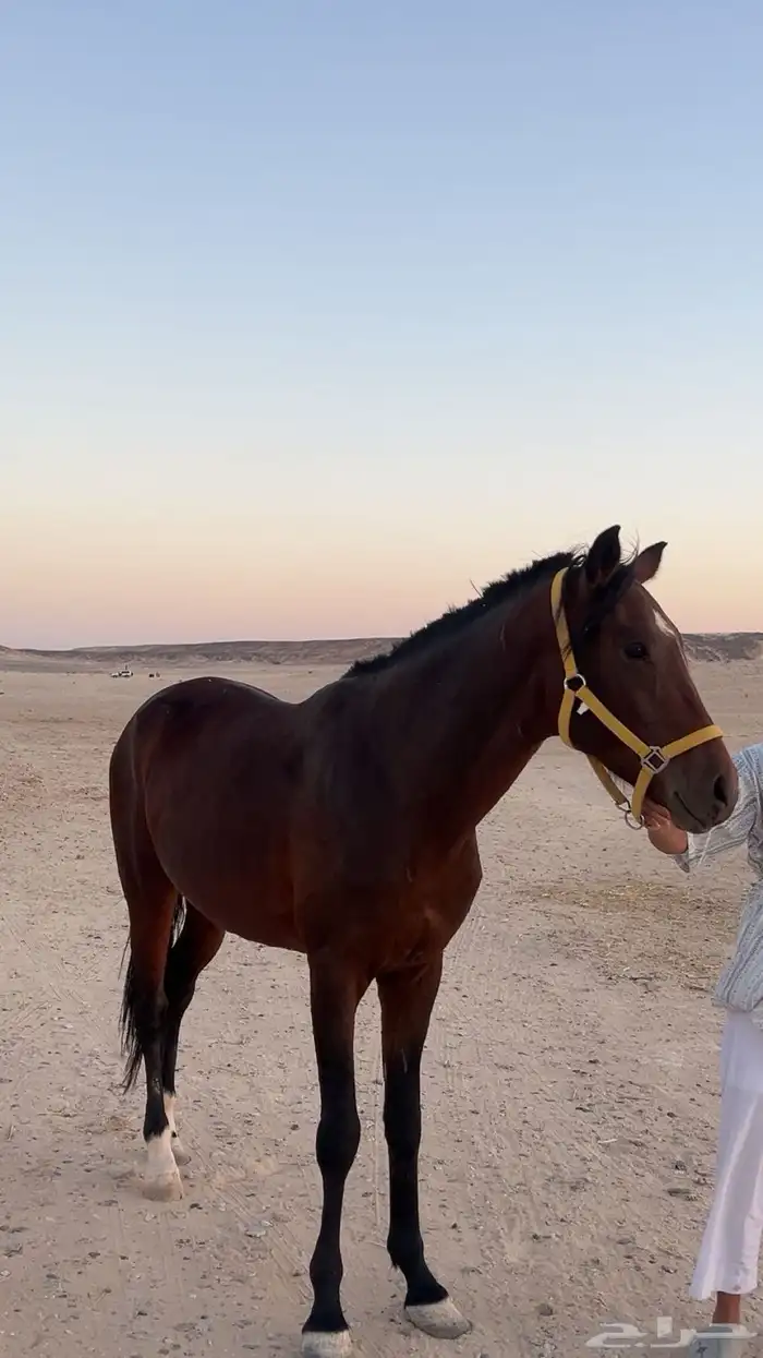 حصان شعبي 0