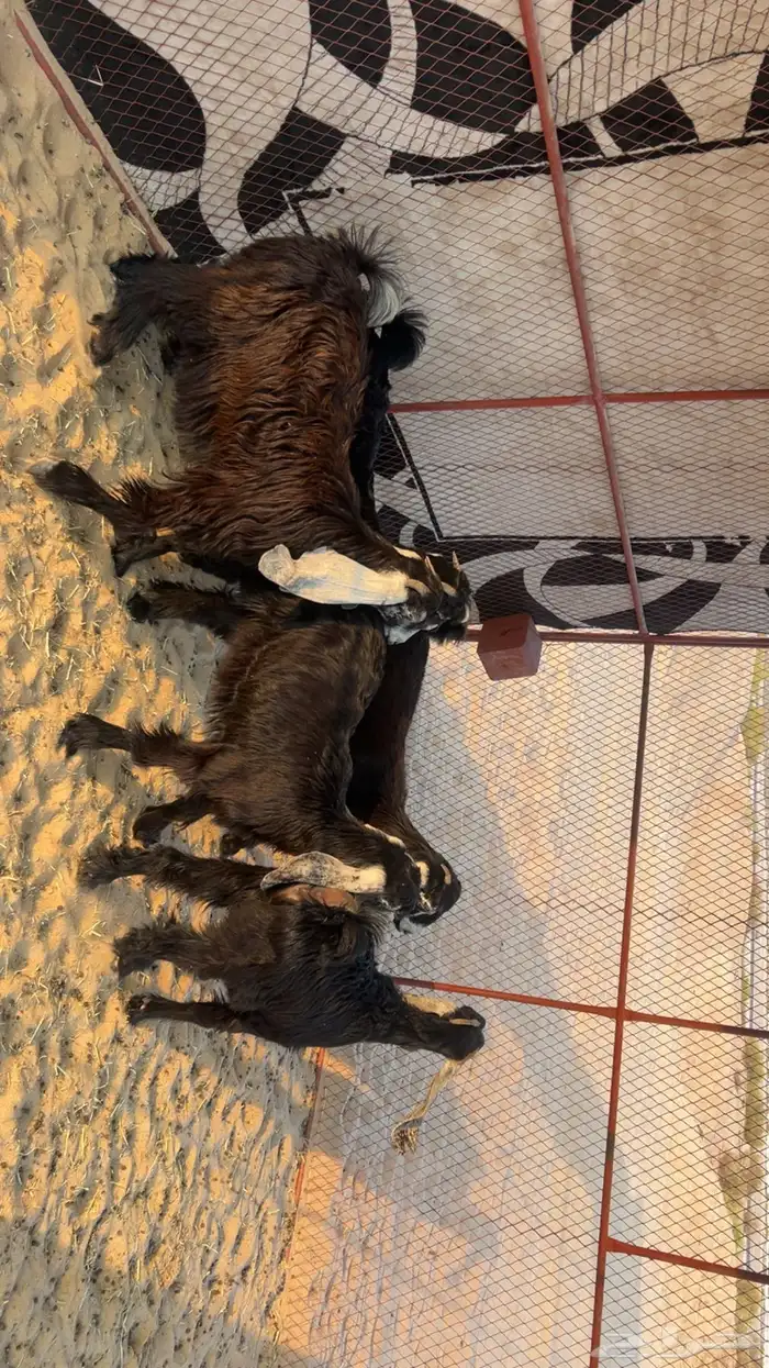 العدد 5 جفرات عوارض 4