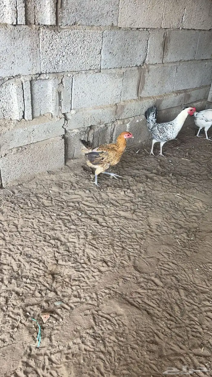 دجاج بلدي 9