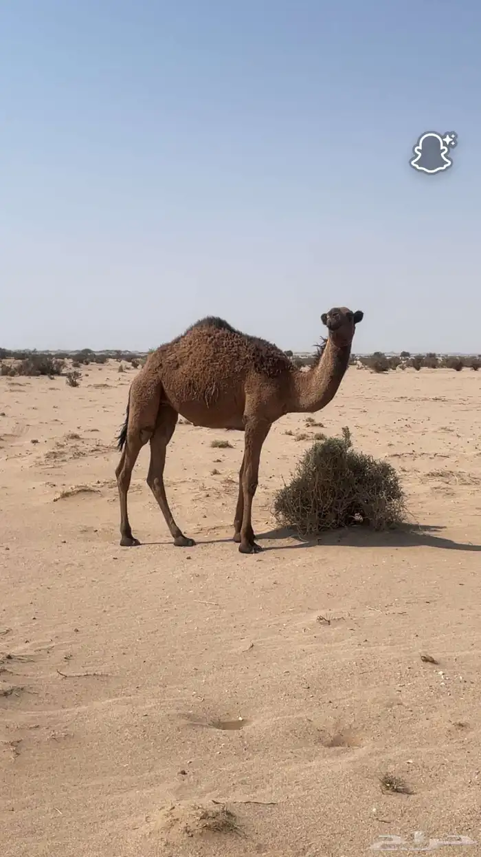 للبيع 3