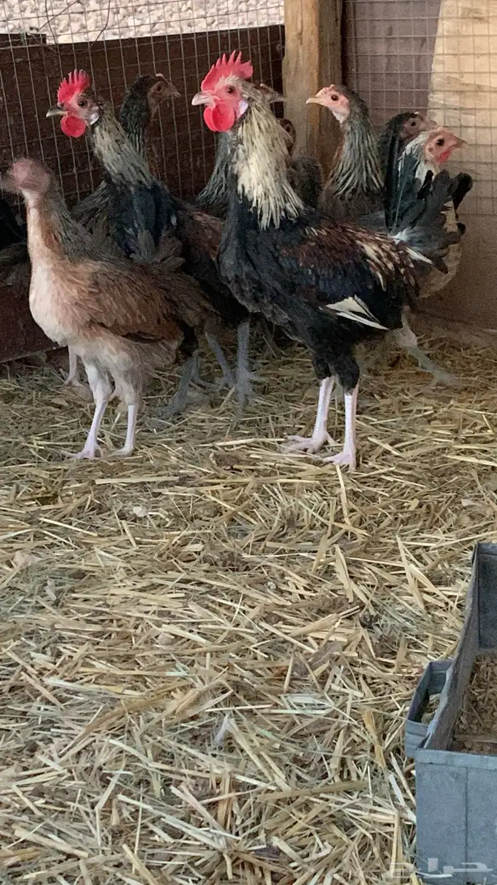 بشاير عربي شوكي 7