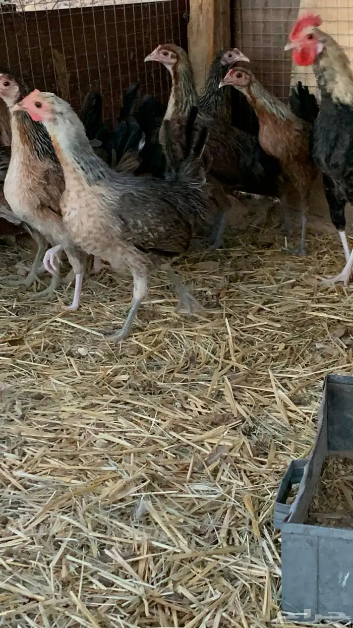 بشاير عربي شوكي 6