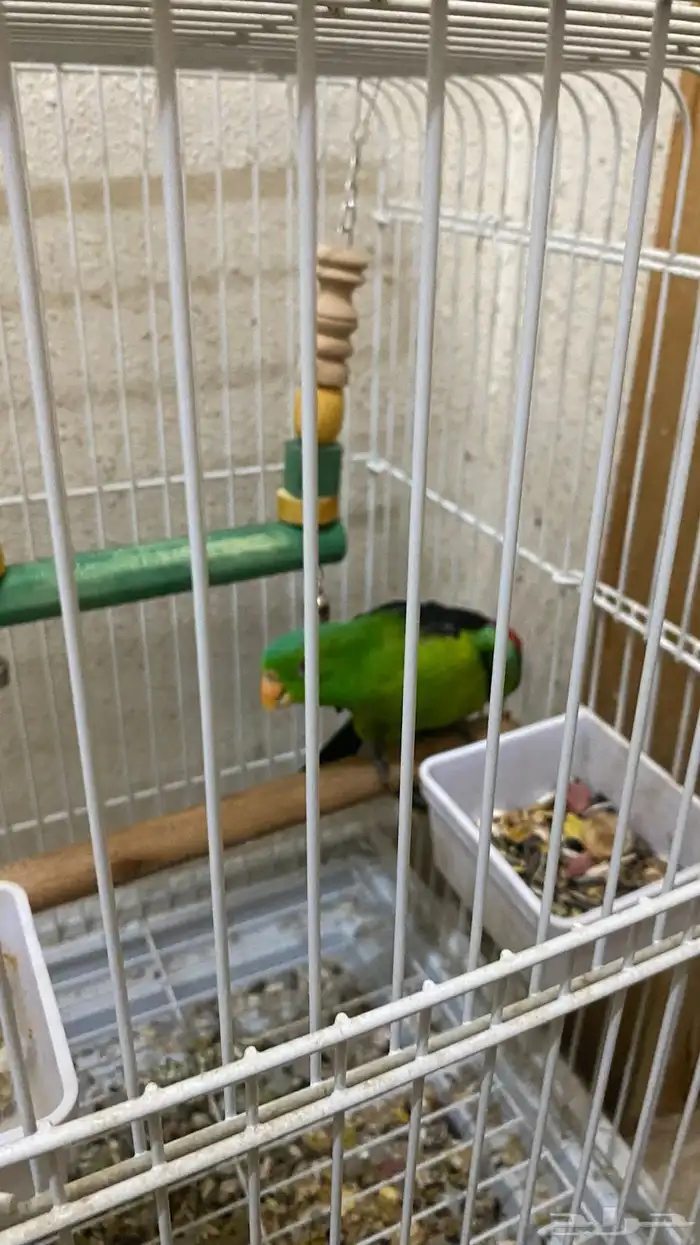 ببغاء 1