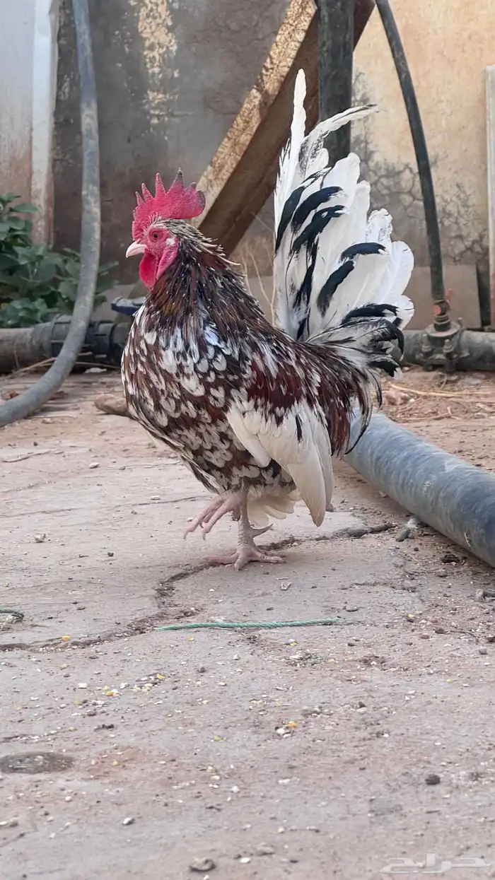 دجاج قزمي بياض 3