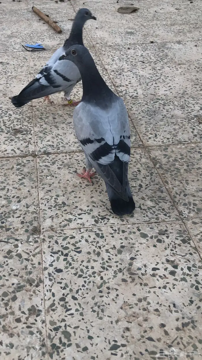 طبات زاجل اليفة 0