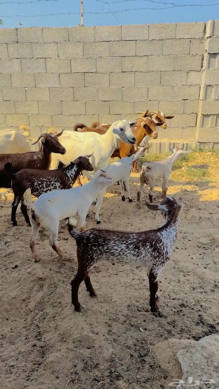 العرض الاول. ماعز دهم جنوبي للبيع 5