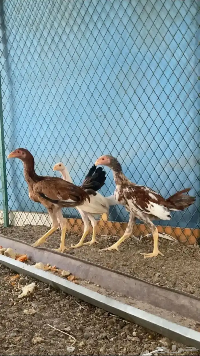 دجاج مهجن بكستاني وهندي 1