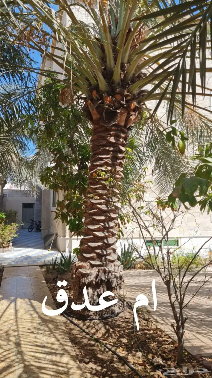 نخلات 6