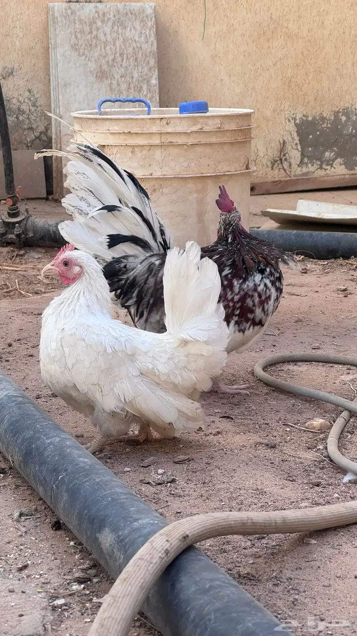 دجاج قزمي بياض 1