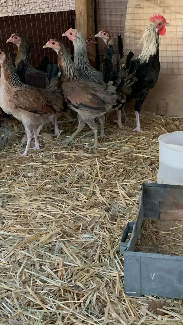 بشاير عربي شوكي 8