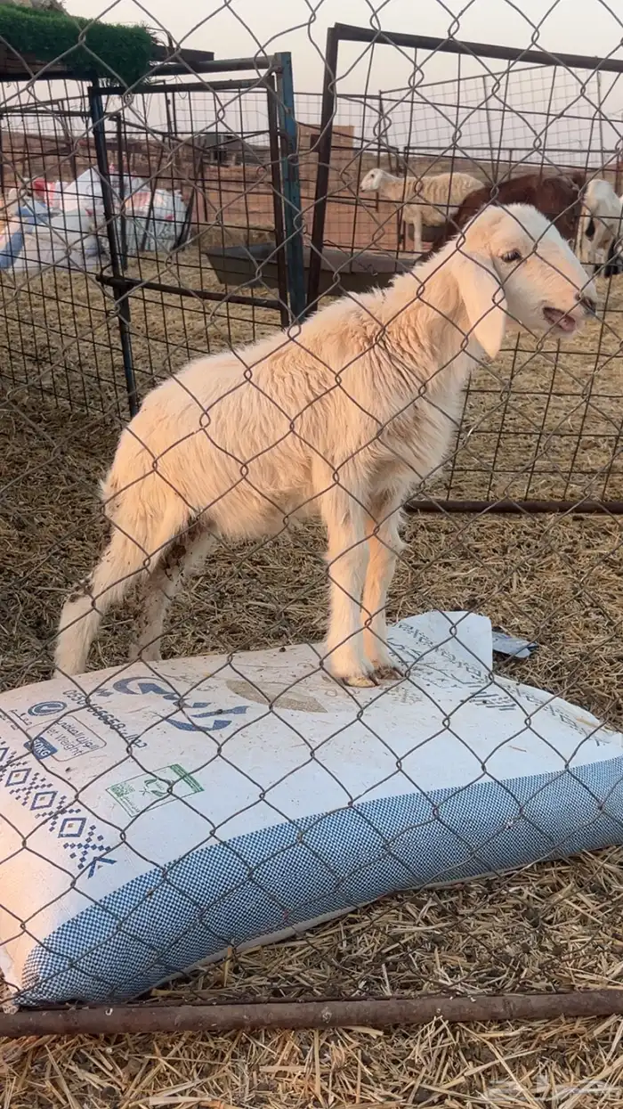 للبيع داغور 0