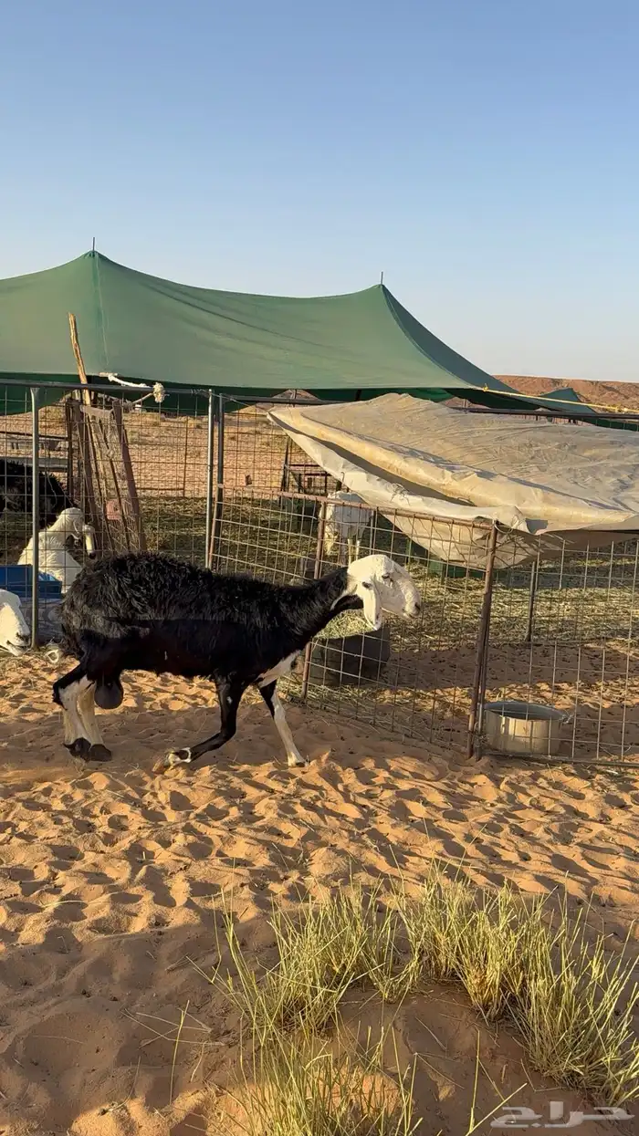 شاه نجديه للبيع 0