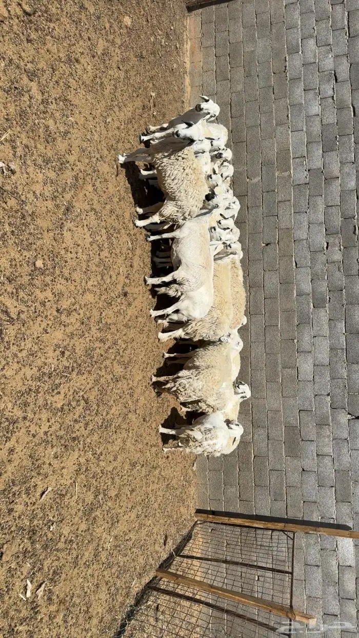 غنم تامات سمان وفيها دفيع 2