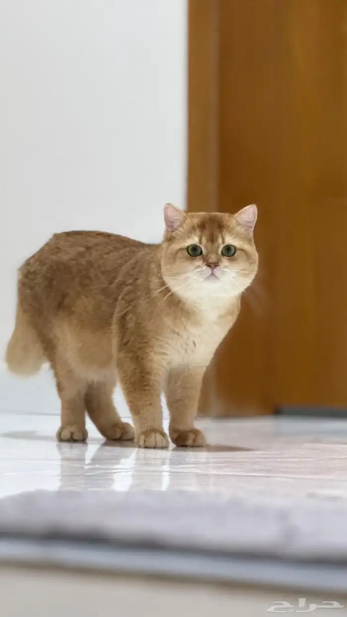 قطط تزاوج برتش 3