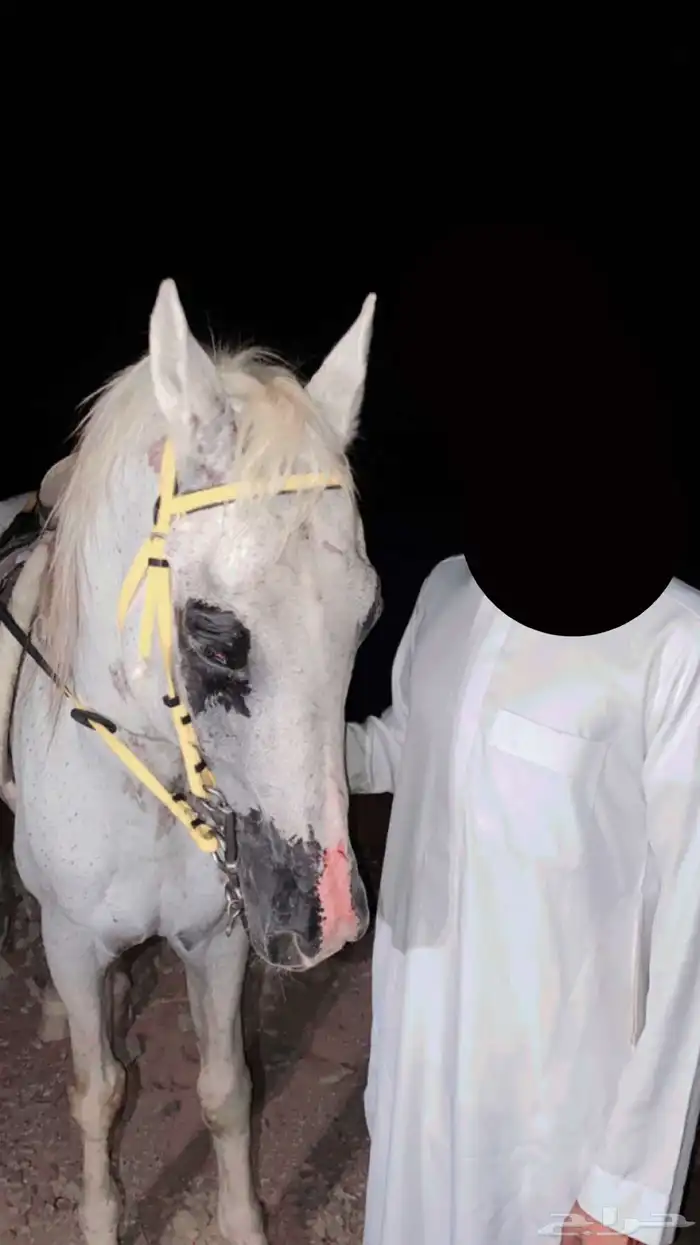 حصان شعبي 3
