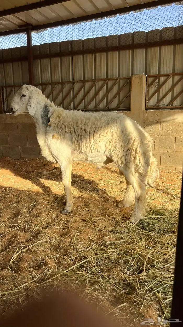 مشاريع فحول حريه طيبه والبيع سمح 1