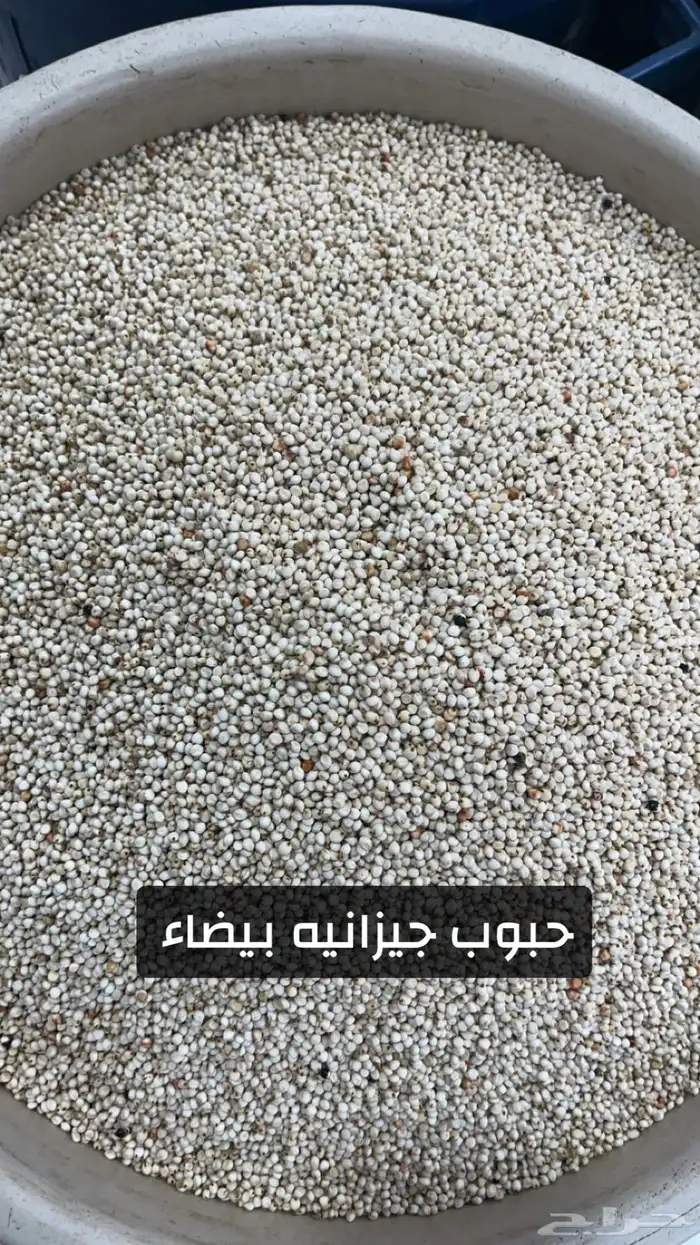 ذرة جيزانية  . 1