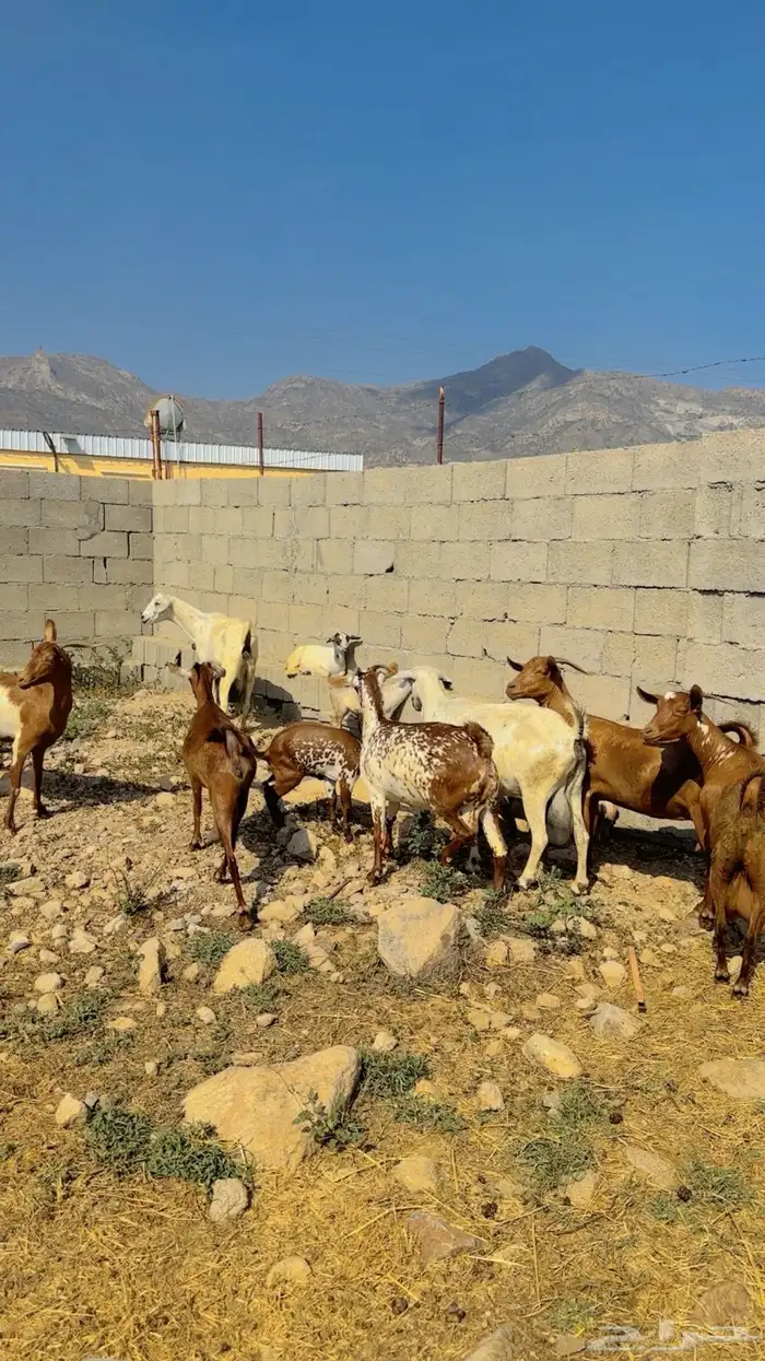العرض الاول. ماعز دهم جنوبي للبيع 4