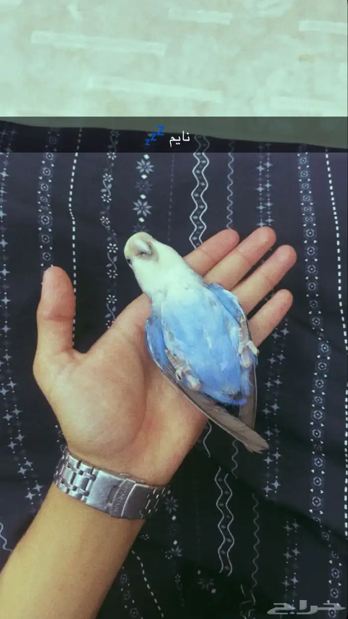 ببغاء روز 0