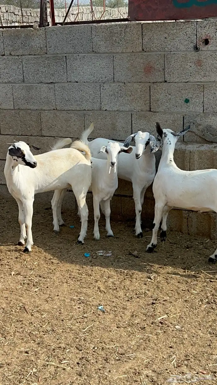 بيشيات 4